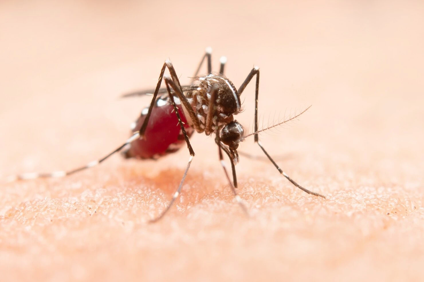 Utilizing Wolbachia Mosquitoes to Combat Dengue Fever Outbreaks